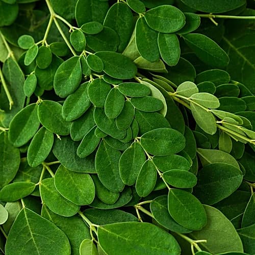 Drumstick Leaves (Moringa)
