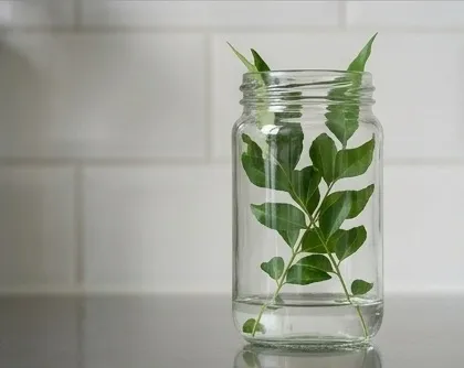 Curry Leaves - Cleaned, without roots